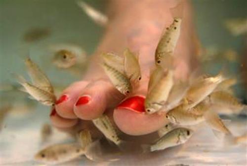 Nice Carp :) - carpfishpedicure.jpg
